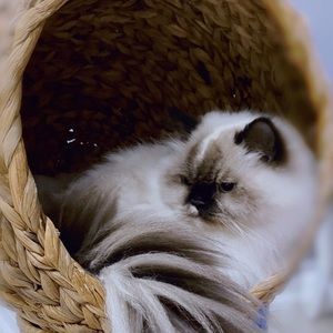 Meet your Posher, Fei